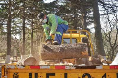 提升景区环境品质 青岛紫荆关路树穴换“新装”